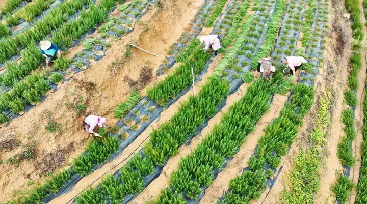  喜古乡“头茬”迷迭香迎来采收季