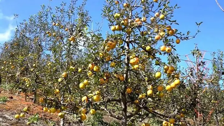 丰收文山丨21度甜，丘北高山苹果出圈