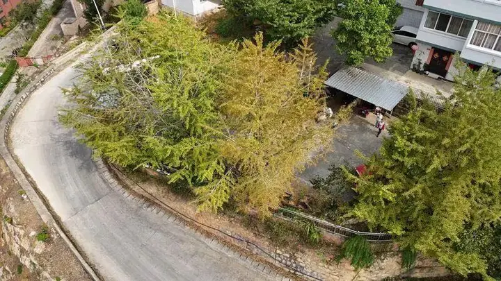 在麻栗坡邂逅一院鎏金银杏丨旅居云南 好在文山