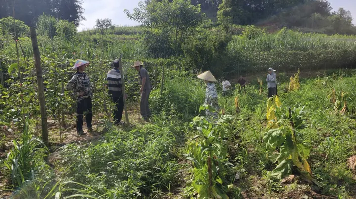  马关县南捞乡：织密基层“枫”景线 巧解群众“千千结”