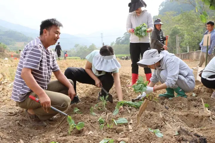  西畴：抢节令移栽小春油菜